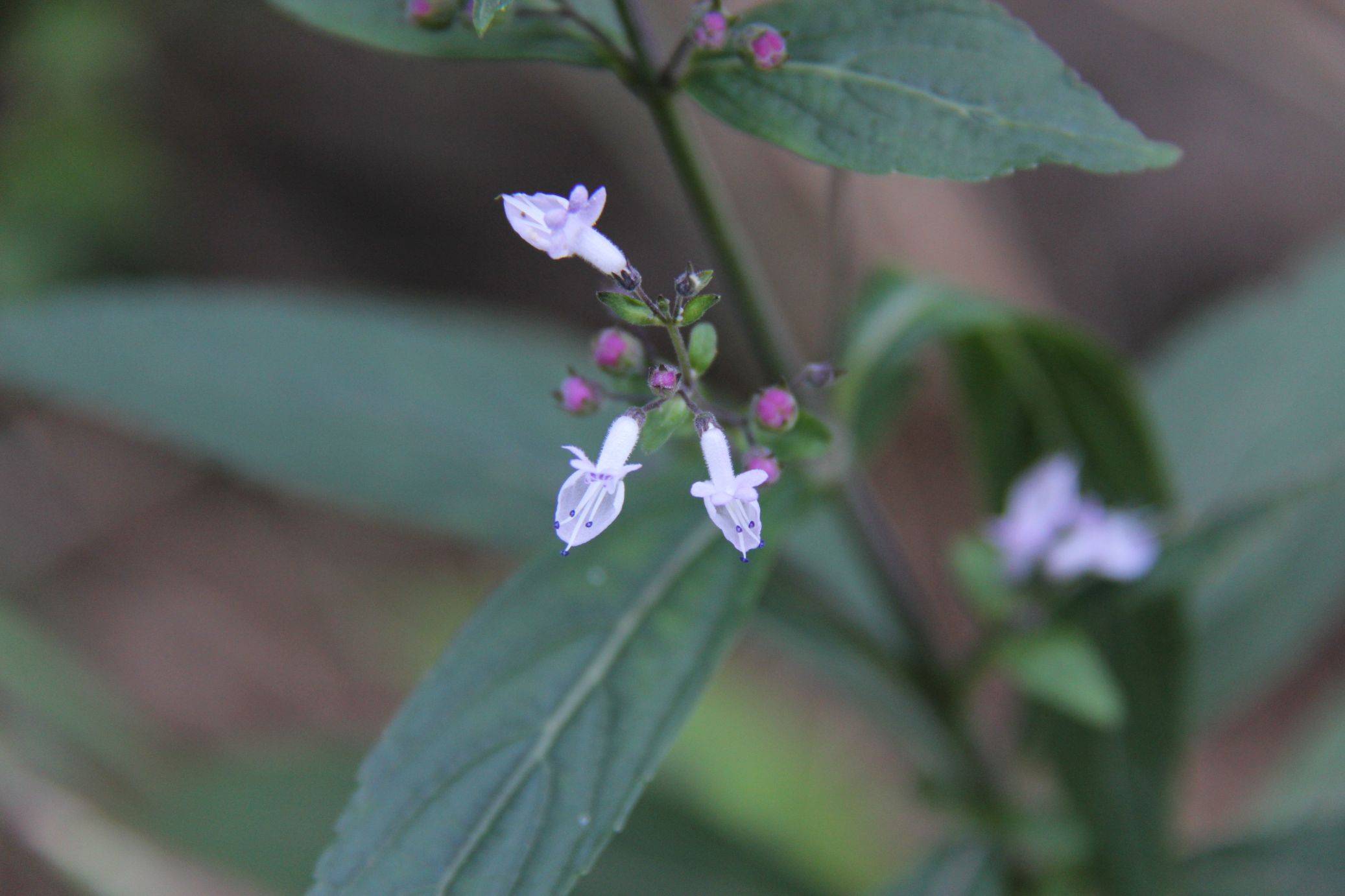 庆元植物1281-唇形科-香茶菜属-显脉香茶菜