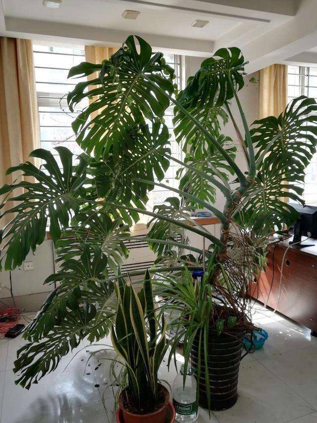 龟背竹怎么修剪才能长得高 f2d3eccd44ff4857b9d4e6fd49196618.jpeg