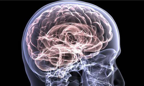 胼胝体怎么发育 1c0386929db64afb8c2c2b9847efbf4c.jpeg