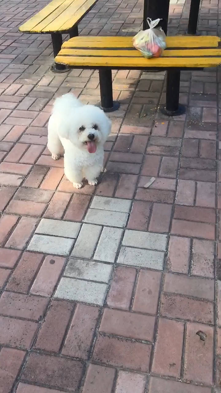 狗为啥喜欢坐在主人脚上 695a551e5f63428bb0726294ee57c6af.jpeg