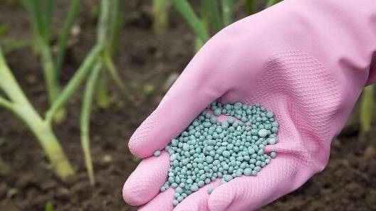 富贵竹叶子发黄怎么救能剪根吗 7a3af11998b74c6db4d417772f9a0e23.jpeg