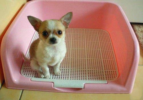 狗为啥喜欢叼牵引绳 a07c1a8ec90444c58c214f9c16476074.jpeg