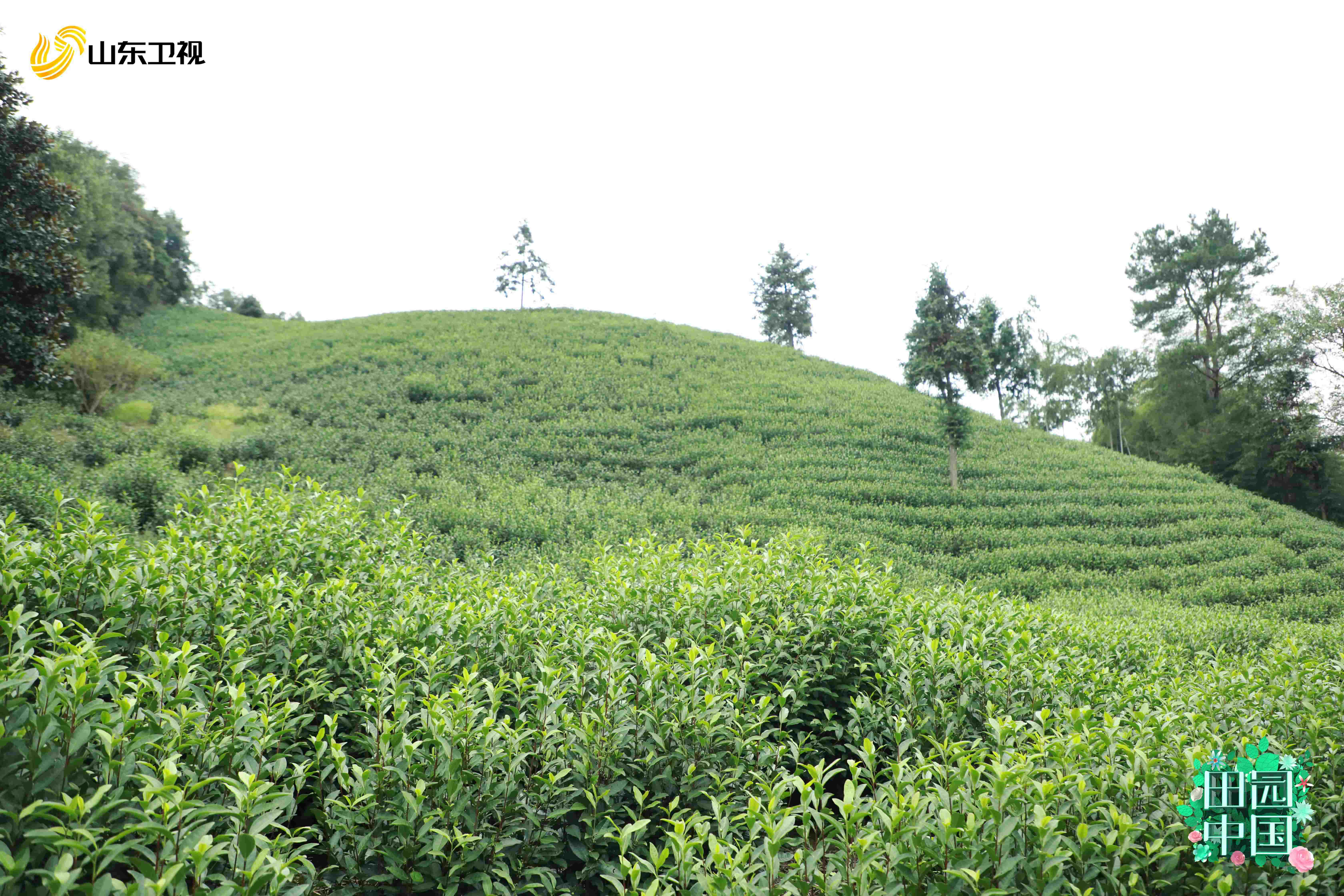 一个花轿70万 《田园中国》带你坐上鲁家村的幸福小火车