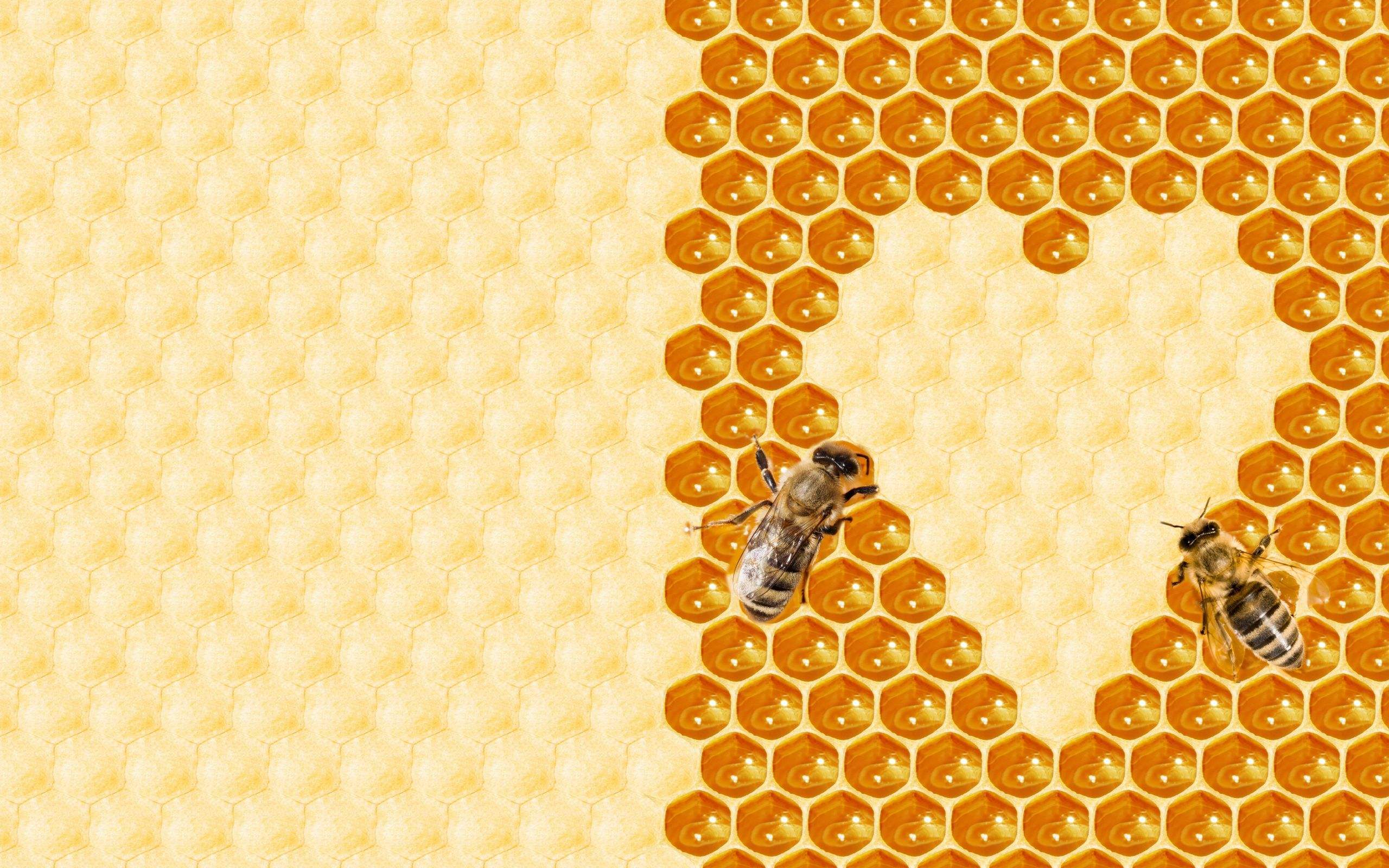 蜜蜂直接喂蜂蜜好吗 0a1ed1bf3c6f4ab1b6f0f3349b20a19d.jpeg