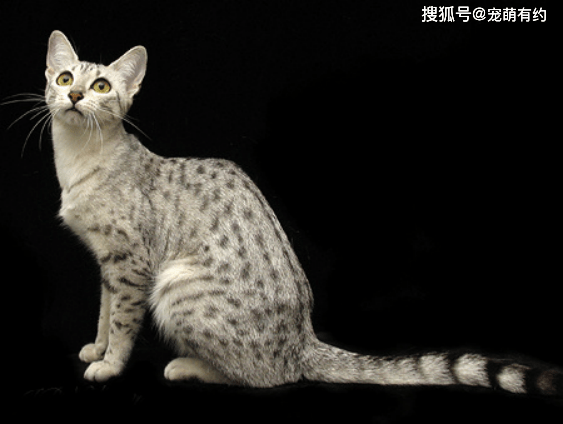 哪种猫是小型猫 14202836e22f48b7ac82589112ea4ee7.png