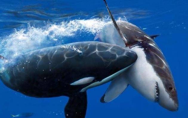 巨齿鲨和虎鲸谁才是海洋霸主?大数据告诉你答案