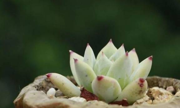 新手多肉老桩推荐 20a98b994fc54f3e979131082248fc5e.jpeg