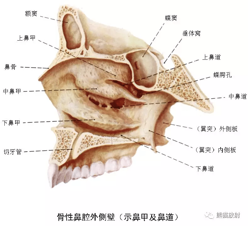 解剖:鼻,鼻腔,鼻窦