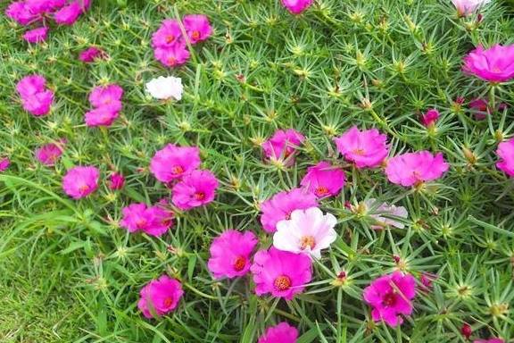 现在可以种什么花 4bd4a4492a574a6f9f469121f023907f.jpeg