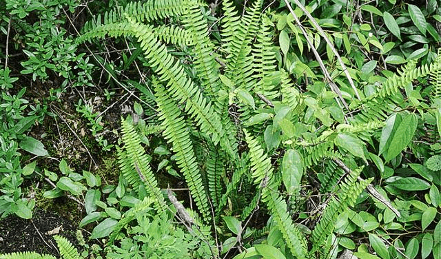 中草药图片及名称 77e0ed4e5aa1429bae8bc9fc689fa5c7.png