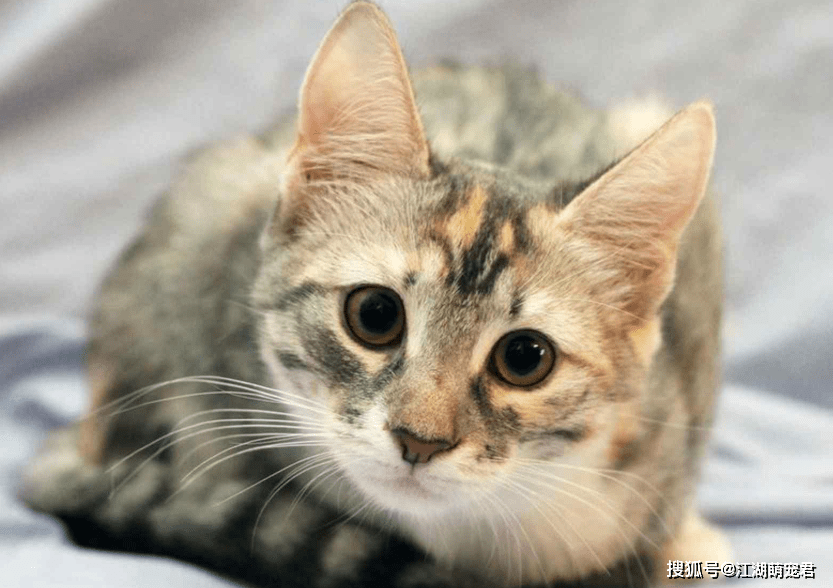 怎么看小猫的年纪 b7caeb16ed83432e8c83e576c8eab81a.png