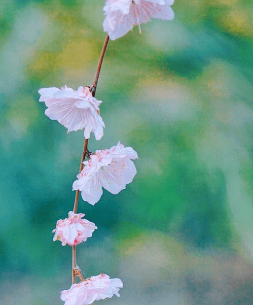 花落红叶飞简谱_少司命万叶飞花(2)