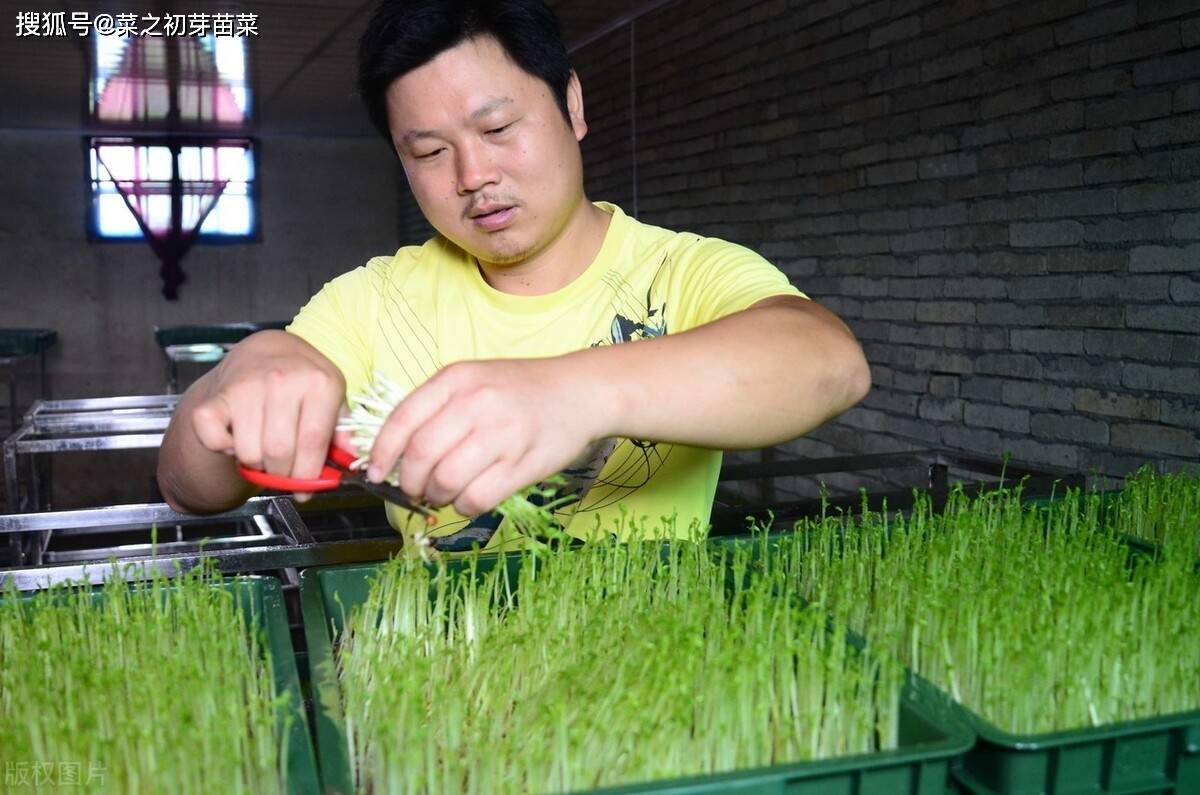 油葵芽苗菜的培育方法_种子