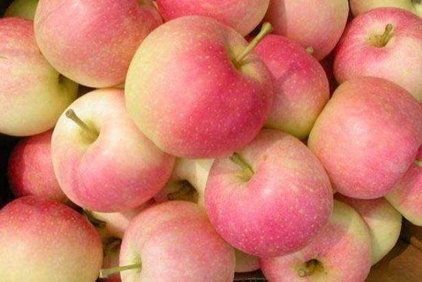 苹果现在是应季水果吗 44f467a0fb2e4276817cdbc7f9cb6ec2.jpeg