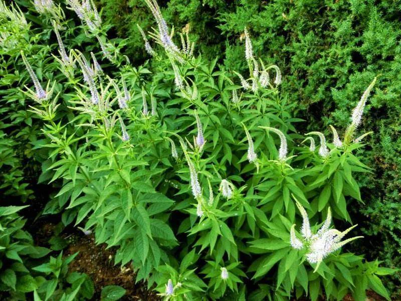 《本草纲目》故事:威灵仙治手足不遂