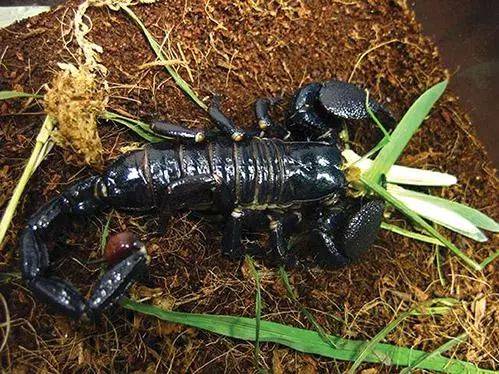 动物世界之最:最大的老虎、最大的蝎子、最大的虾