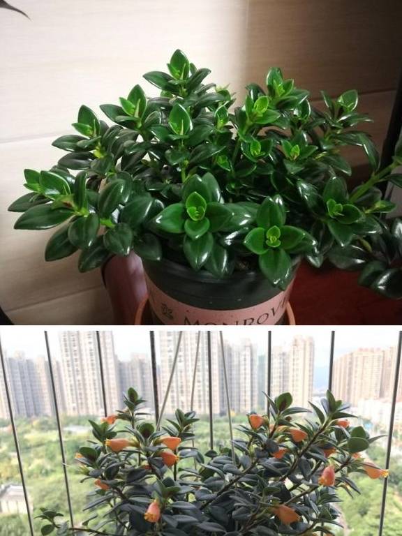 怎么养金鱼吊兰才能让它开花 5ae01842de2047558ccc3042f3c528c5.jpeg