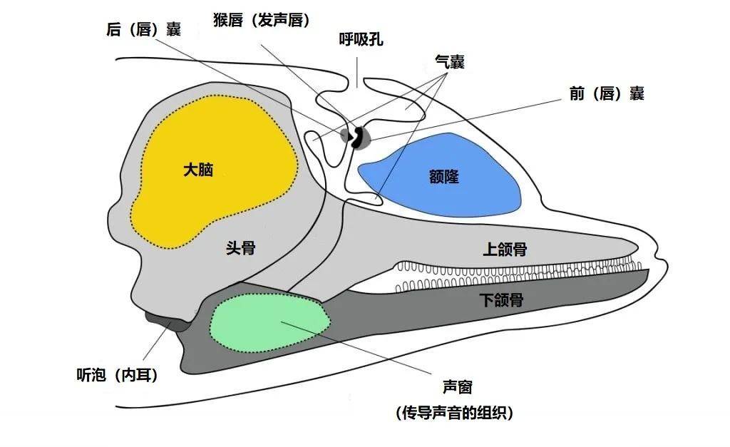 【正经科普 海豚聊天自带表情包?