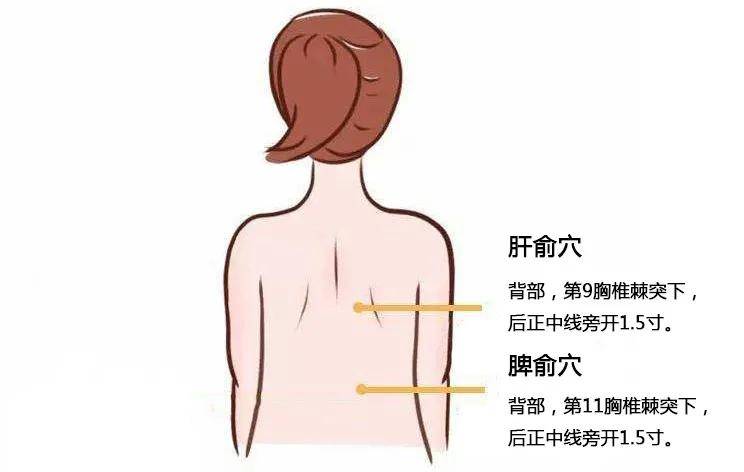 ▍身柱穴:在背部,当后正中线上,第3胸椎棘突下凹陷中.