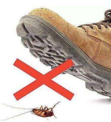 如何找蟑螂卵 ac6d03019911436a97aaa6f56f0becf9.jpeg