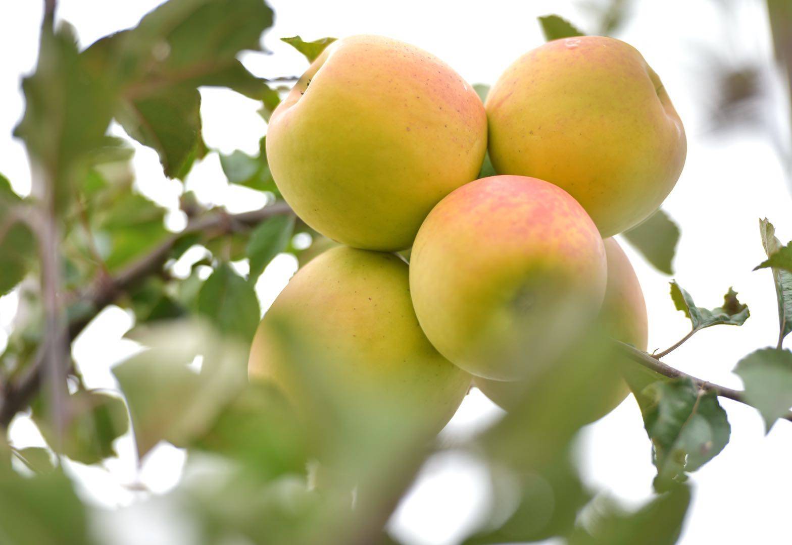 魅力|金秋送爽魅力果乡，白水苹果亿万人民的口福!