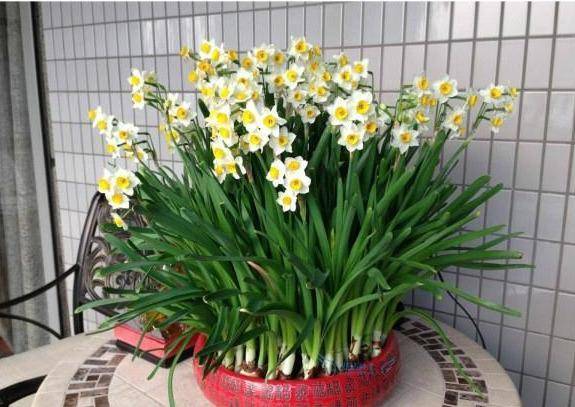 什么花在冬季开花 483373911baa4603955dad0cf316e651.jpeg