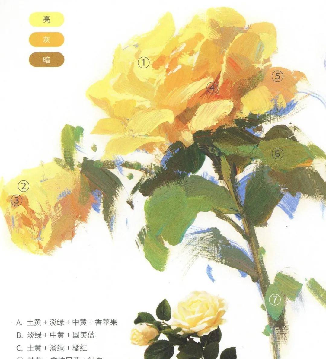 宅美术|色彩静物单体中【月季花】的调色与刻画步骤!