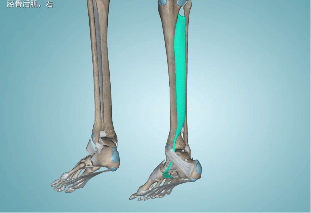 胫后肌是人体小腿内侧连接足底内侧的肌肉,主要功能为使足内翻,跖屈