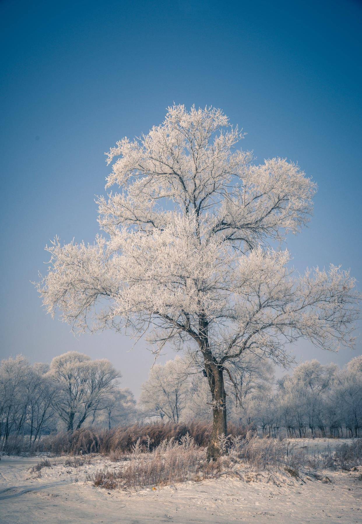 哈尔gdp_哈尔的移动城堡图片(2)
