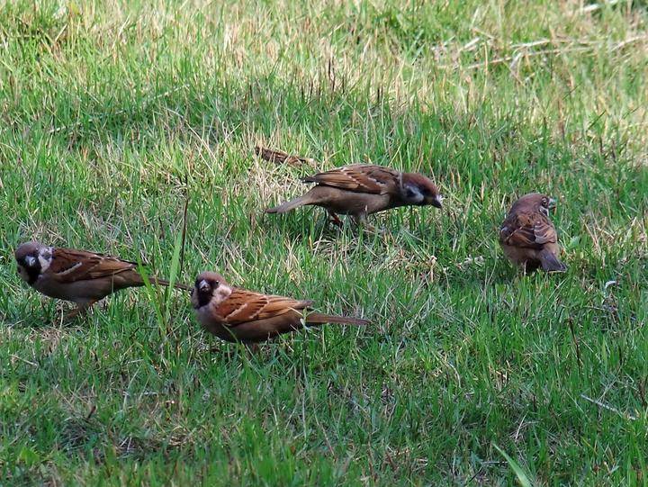 麻雀吃什么最好 d1bf61a2f6704e1085de3e4195e3e150.jpeg