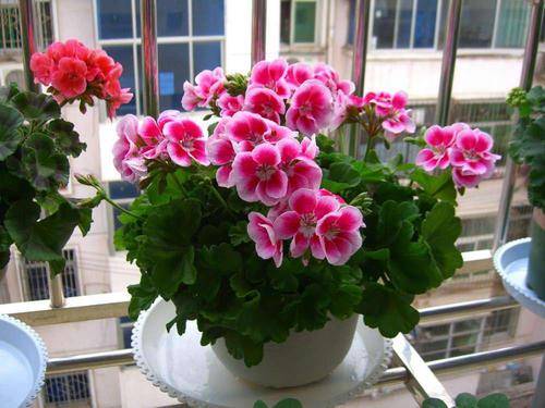 用什么做花海最合适 53352d30569844fb91bb0bcc04b8afeb.jpeg