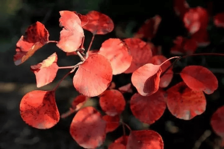 宝鸡凤县灵官峡景区红叶观赏节开幕 金秋赏红叶最佳打卡地|宝鸡凤县灵官峡景区红叶观赏节开幕 金秋赏红叶最佳打卡地