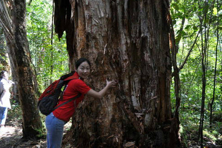 原创存活了4000年的食人树,食人无数,它是怎么进食的?