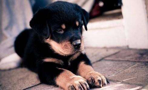 养罗威纳犬谨慎，因为这六点并非人人都可以接受