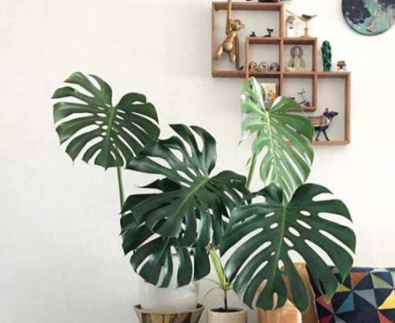 龟背竹怎么不发新芽 920a5401564a41f8be4291fb3673a8b5.jpeg