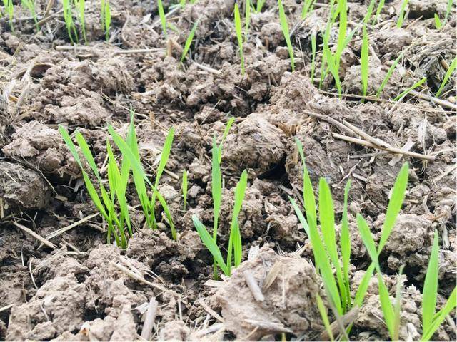 红富士|陕西乾县红富士苹果：产销两旺劲头足，红红火火又一年