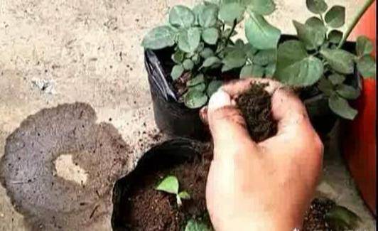 月季怎么浇水才能不伤根 811558e6be214eff80ed57153d2b3c78.jpeg