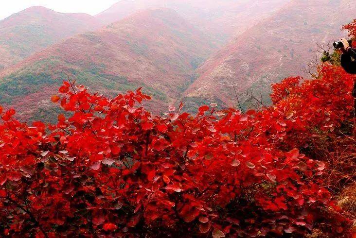 红的无拘无束,红得如梦如幻……"秋山映霞一川红"深秋的嵩顶,漫山红叶