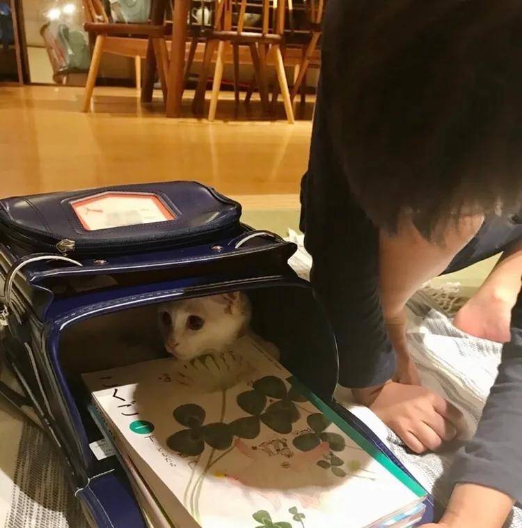 收拾书包的收获 6ed5c461c8c84210b4f6318e8b304b82.jpeg