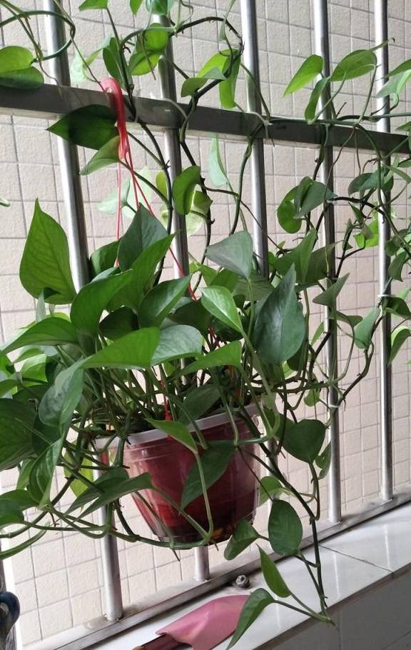 绿萝浇什么长得快生根快 99d3c402108343dc8d3e342bdbe4b4d6.jpeg