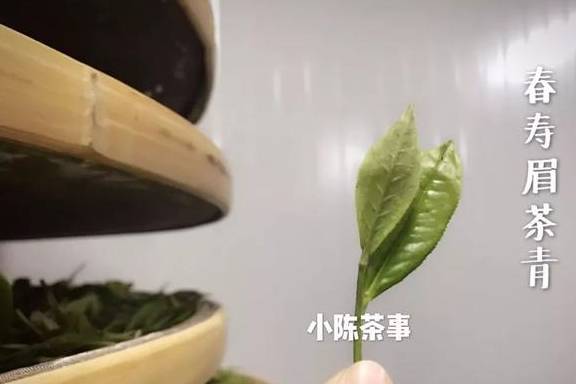 福鼎|喝茶是喝品质，还是盲从大师？无论白茶、岩茶、普洱茶、红茶