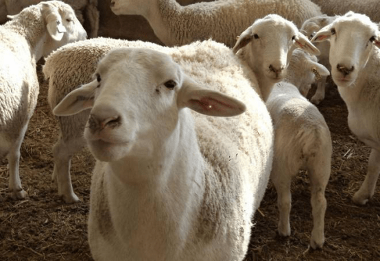 顺手牵羊打一生肖动物，答案诠释解释落实