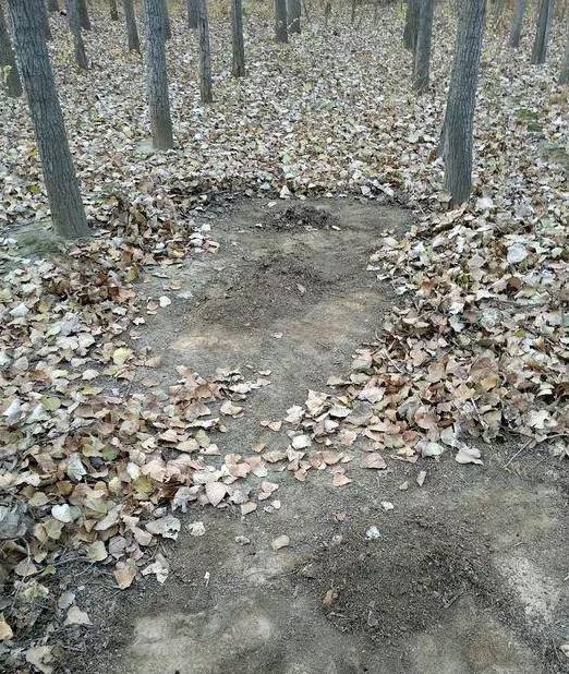 怎样才能找到老桩 c8a812439b8a4e0abbaf265ec24a36f3.jpeg