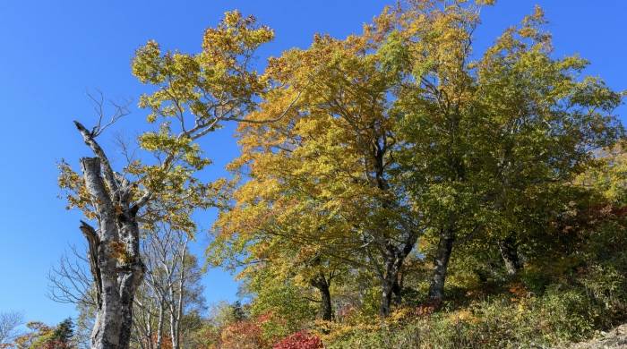 网红主播今年下场参战双11，带给家电渠道裂变下的两点思考！-家电圈官网