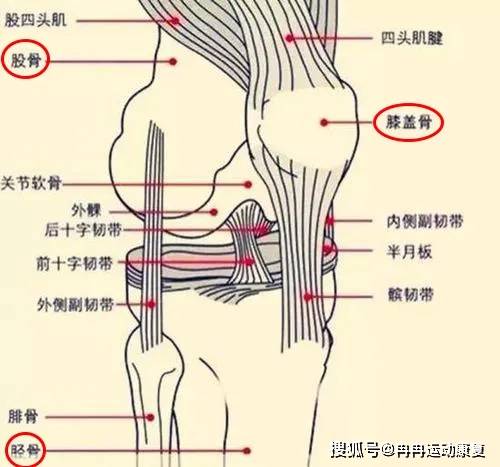 滑膜皱襞，这些组织中的任何一部分受伤都会影响膝关节正常的生理机能。