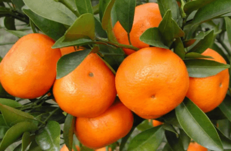 上海橘果信息科技公司违法遭罚 为绿地控股旗下