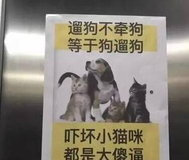 流浪猫实力证明电梯标语:遛狗不牵狗,吓坏小猫咪