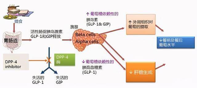 【药物】新型降血糖口服药物—dpp-4抑制剂,你了解多少_手机搜狐网