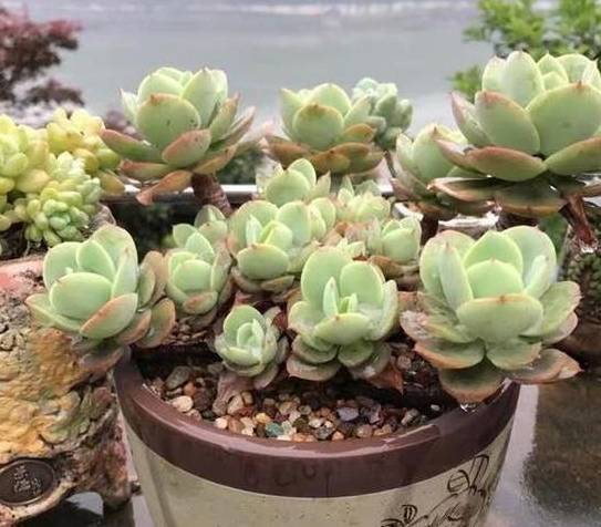 多肉怎么控养出色 99d9e42c33484f219495a8a8eb5772d9.jpeg