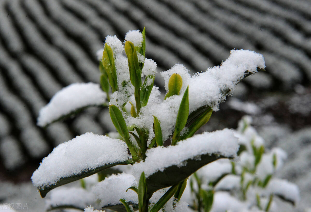 冬季低温,作物"难过",海藻酸到底能不能提高作物抗寒性?